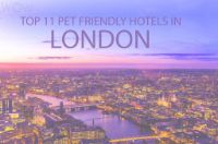 Where Is the Best Pet Friendly Hotels in London?
