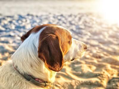 Pet Friendly Hotels Myrtle Beach - Good lodging and more!