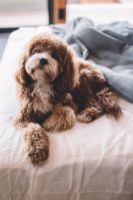 Top 10 pet friendly hotels in New York City (NYC)